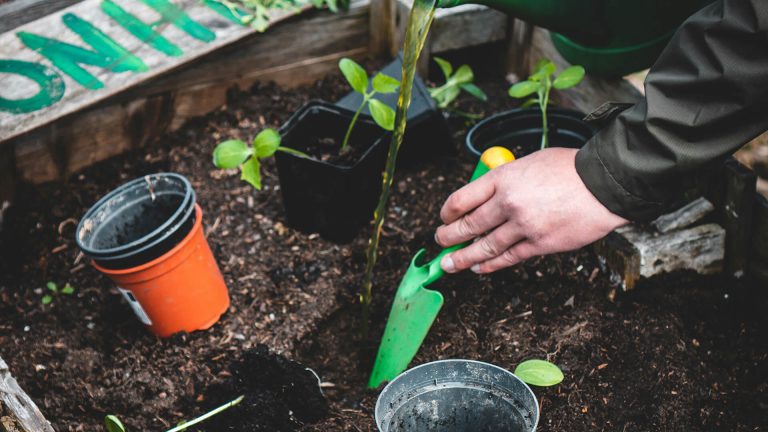 Quinta Pedagógica | Workshop de Plantas Medicinais